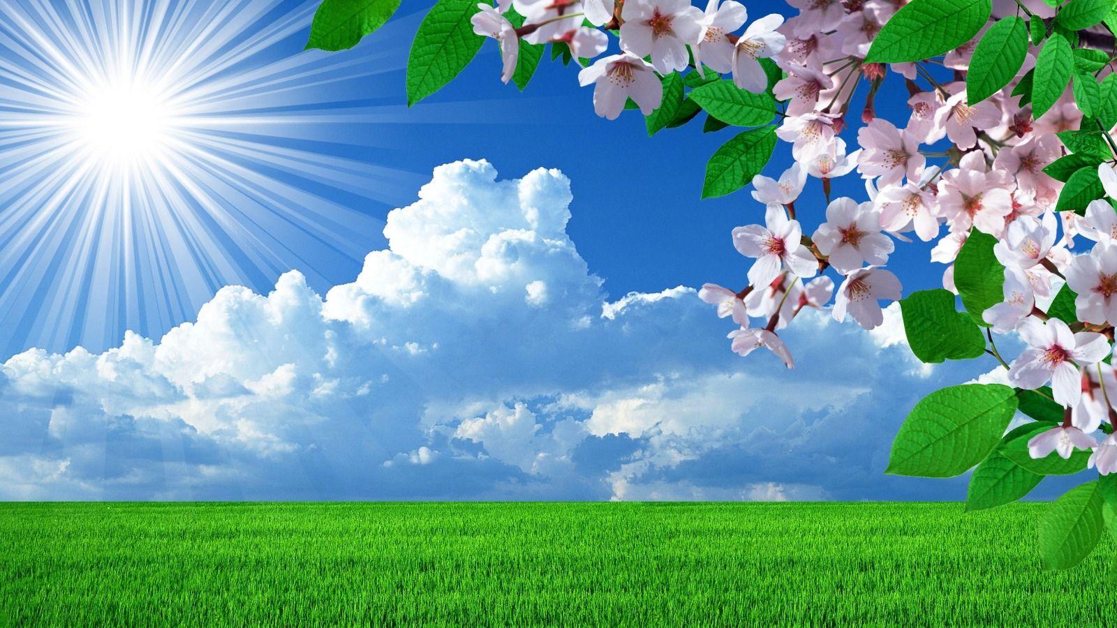 1600x900 Sun Hd Wallpaper Nature Flowers 3D .