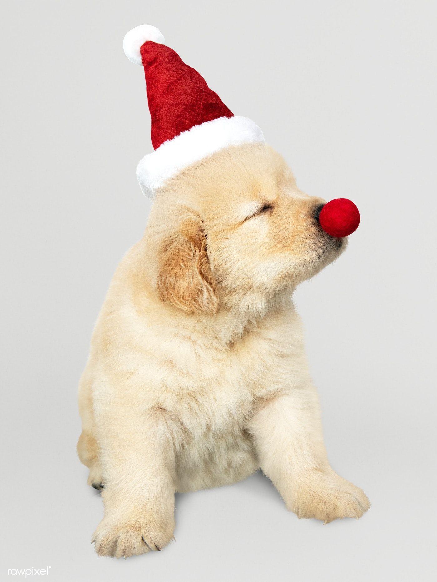 Christmas Puppy Stock Photos and Images  123RF