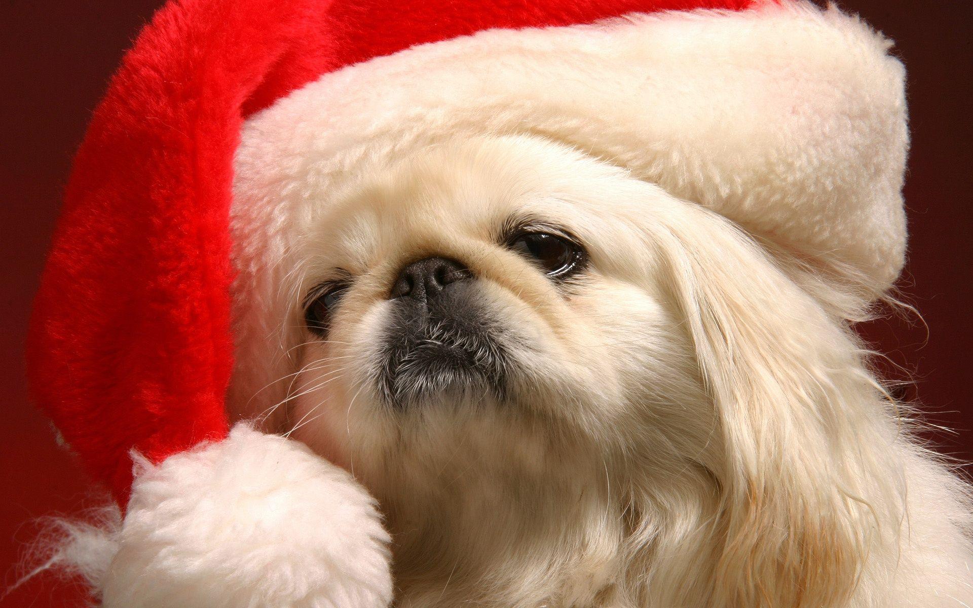 1920x1200 Cute Christmas Puppy Picture Wallpaper .