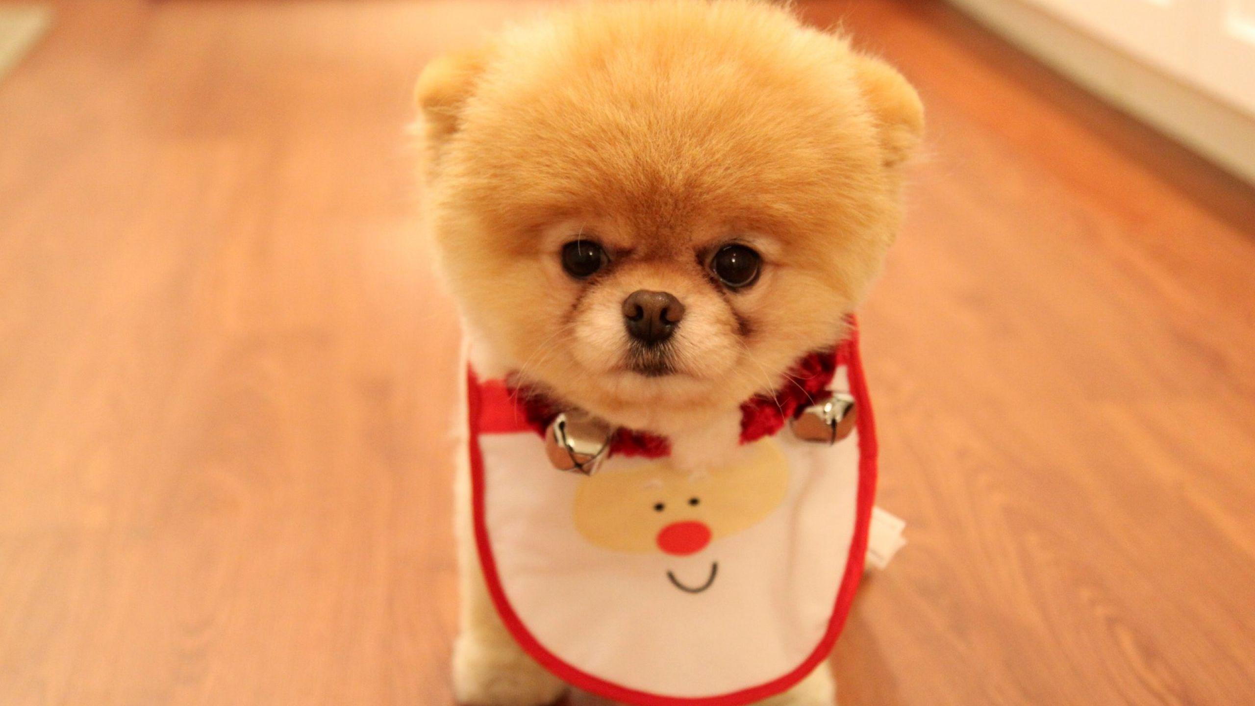 2560x1440 Cute Christmas Puppy Wallpaperhd