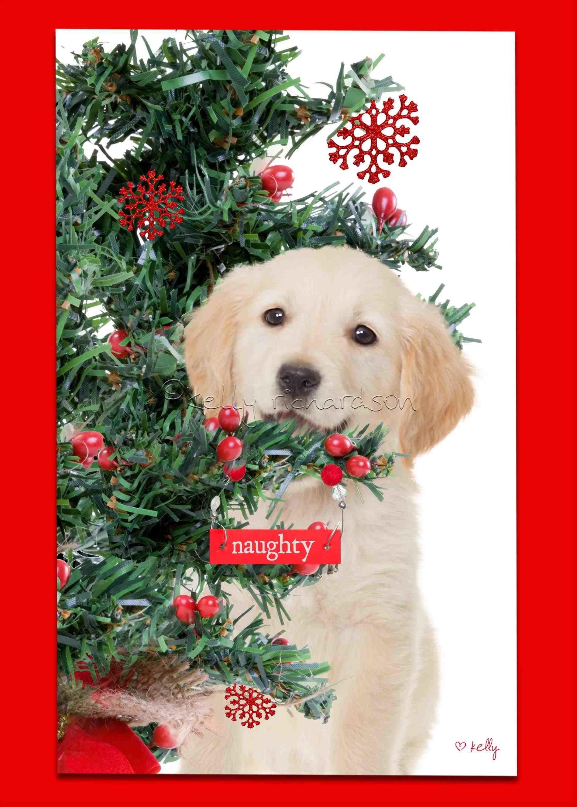1899x2658 Golden Retriever Christmas Wallpaper