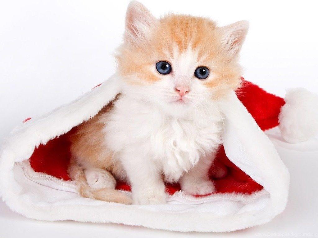 1024x768 Cute Christmas Puppy Wallpaper Desktop .