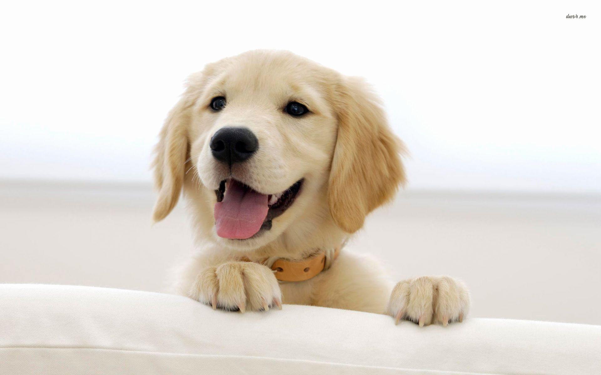 1920x1200 Christmas Puppy Wallpaper Unique .