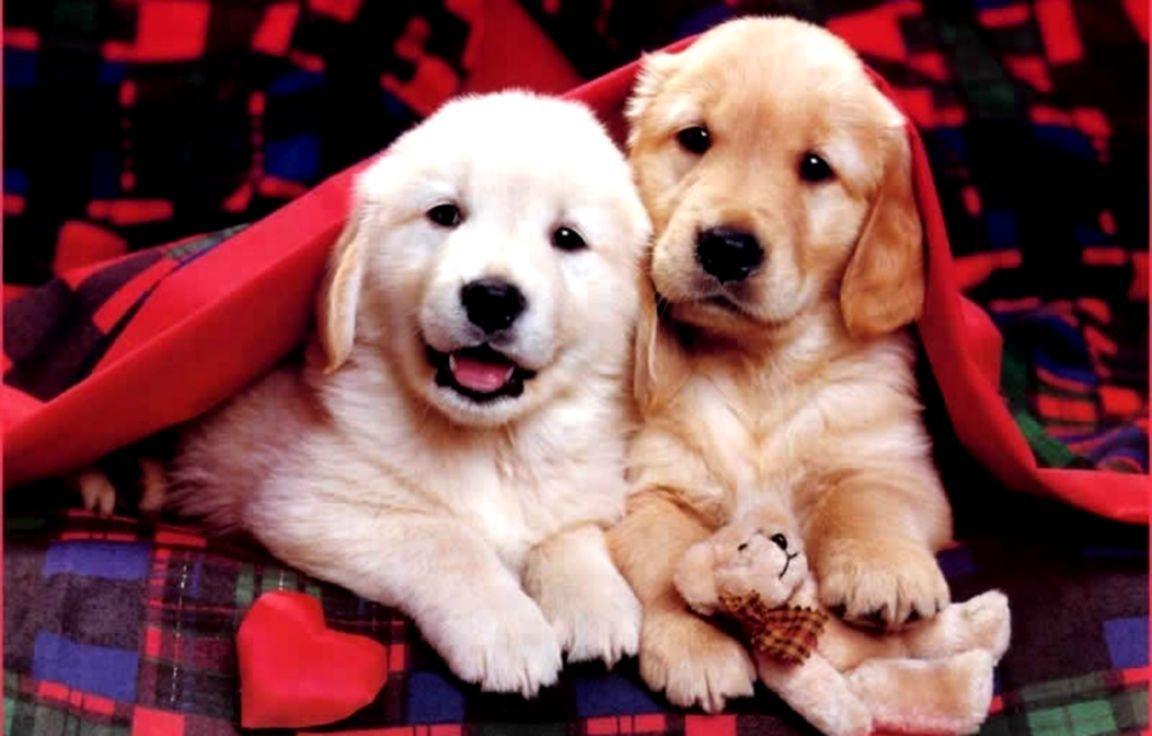 1152x736 Christmas Puppy Desktop Wallpaper on .wallpaper.dog