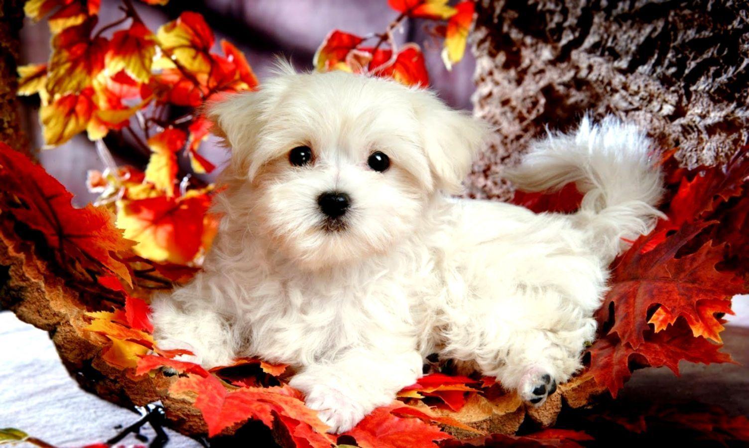 1504x900 Cute Christmas Puppy Wallpaper on .wallpaper.dog