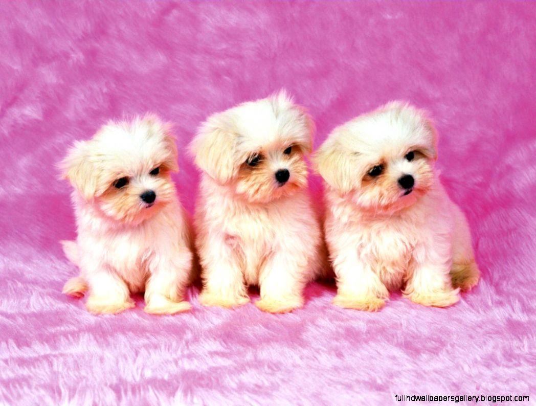 1048x794 Cute Christmas Puppies Wallpaper Free .fullhdwallpapergallery.