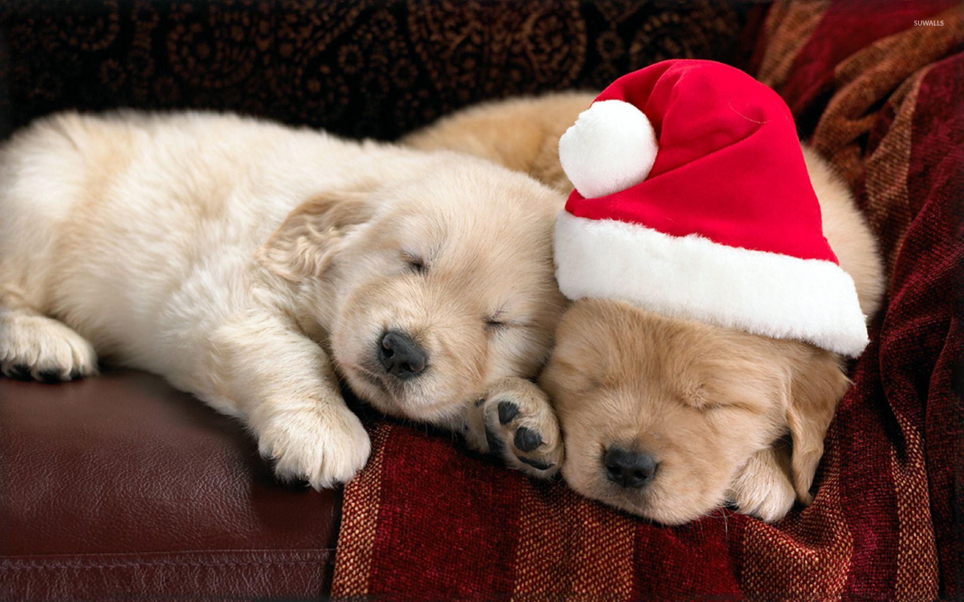 1920x1200 Super cute puppies .com