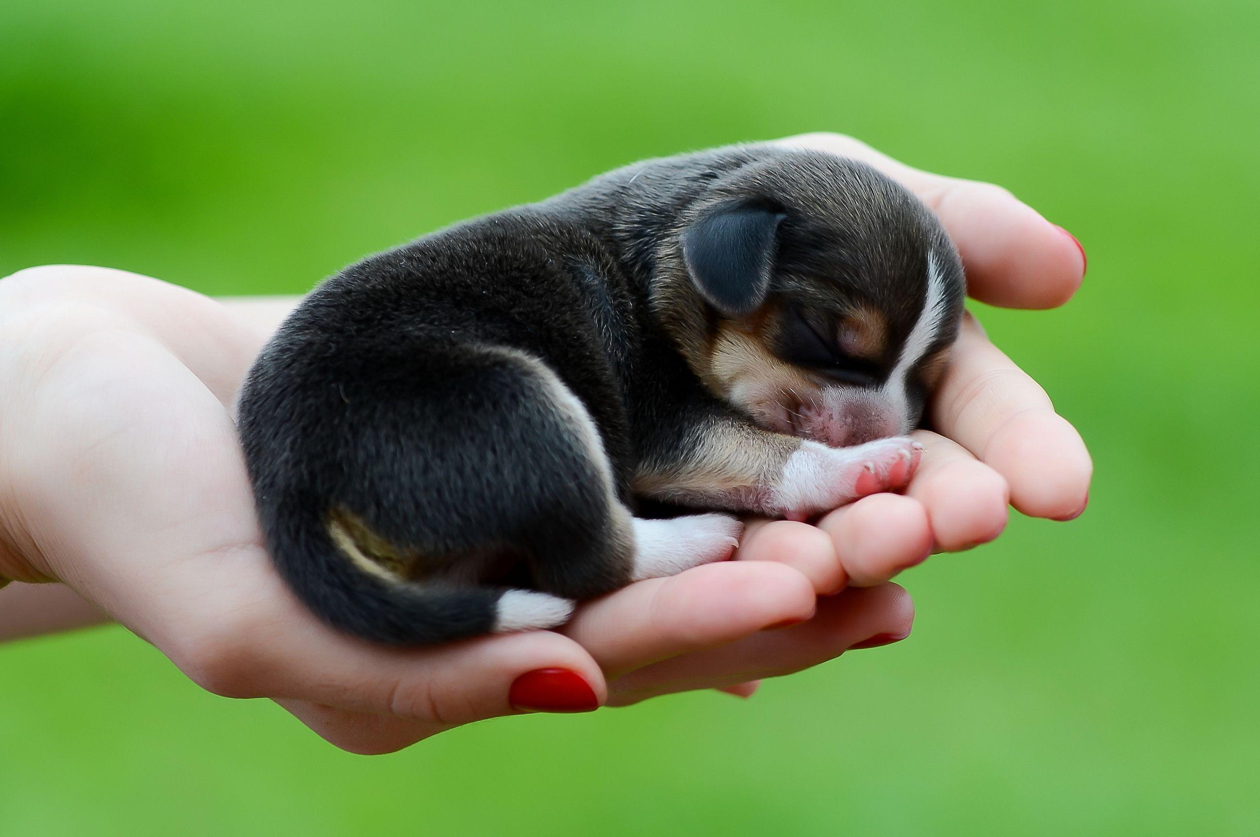 2560x1700 Tiny puppy beagle wallpaper .