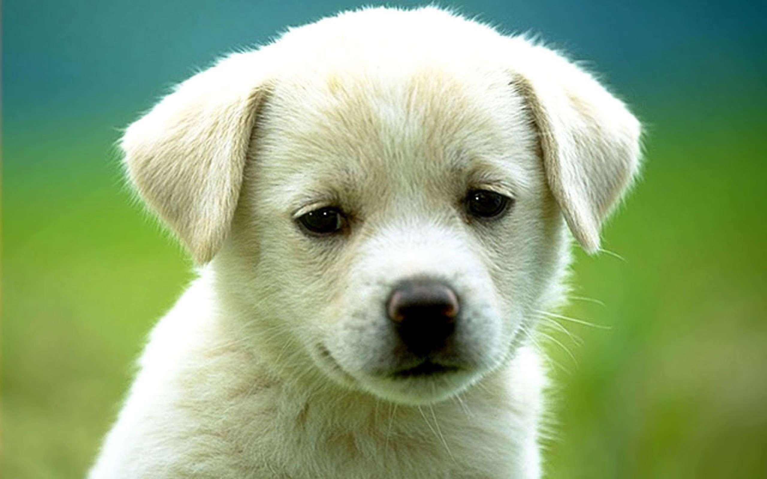2560x1600 Tiny Cute Wallpaper