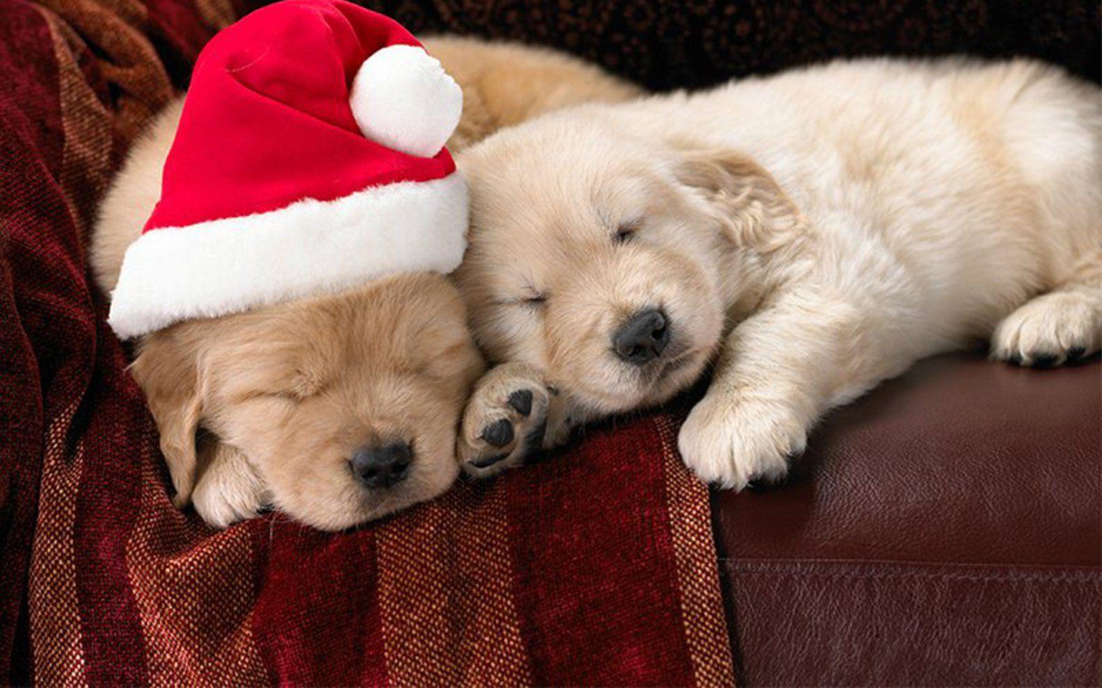 1584x990 Tiny Cute Wallpaper