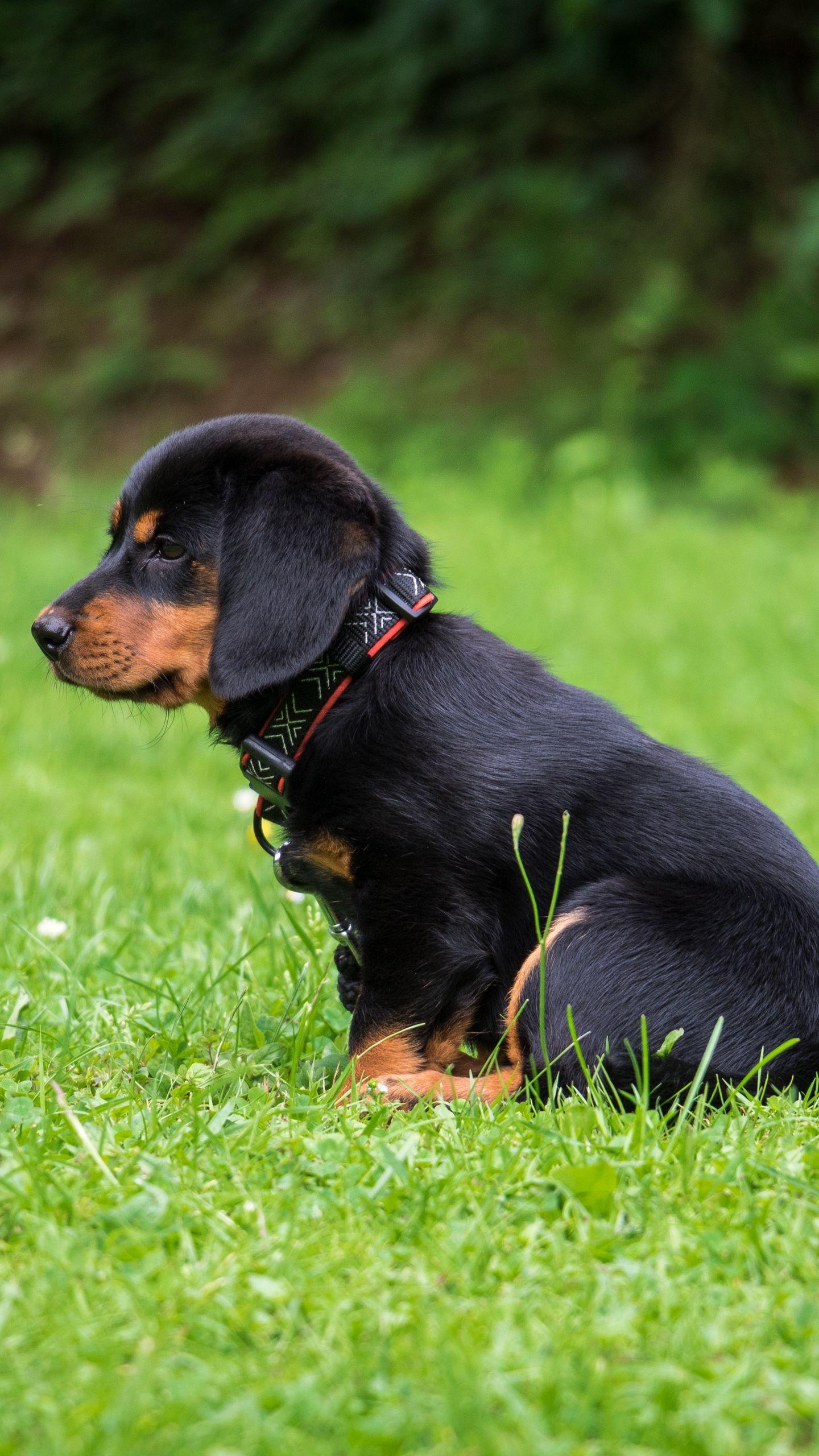 1440x2560 Wallpaper Rottweiler, Puppy, Dog, Cute .itl.cat