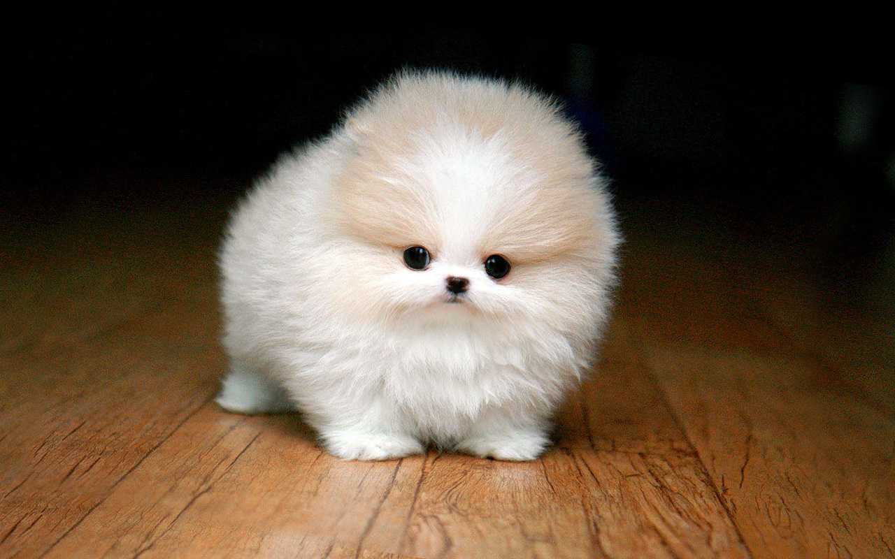 1280x800 Teacup Dogs