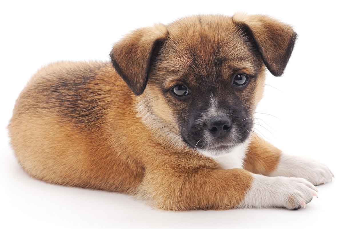 1200x804 Cute Small Dogs Photo. Full HD Wallpaperfullhdwallpapergallery.