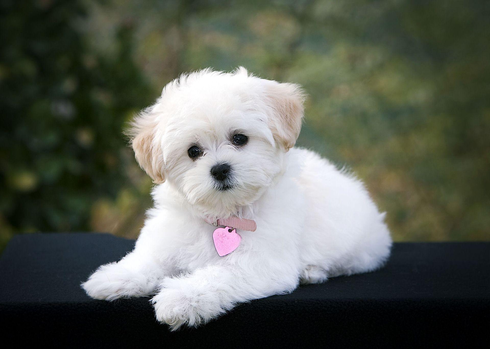 1920x1371 Poodle Dog Animal