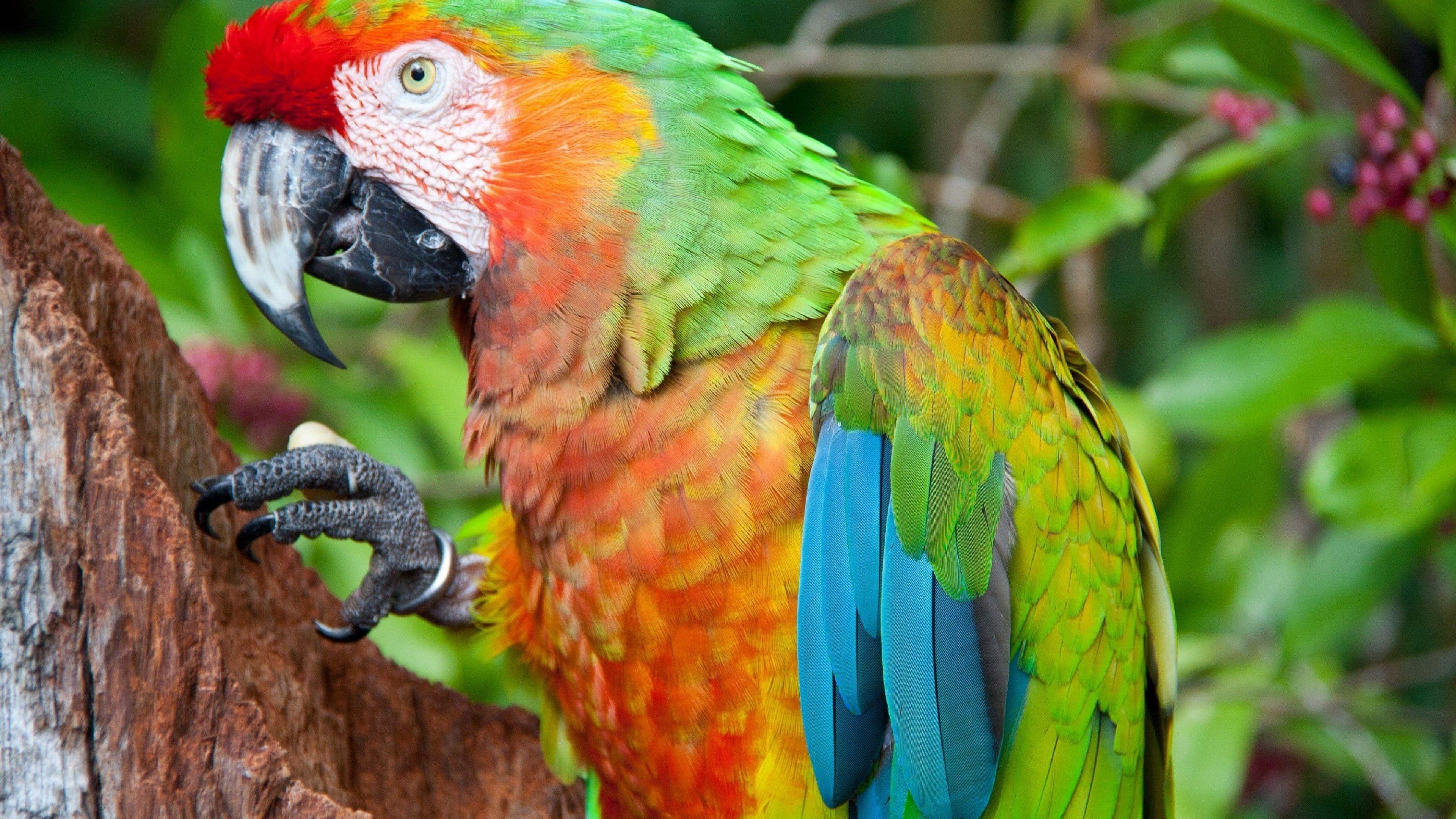 3840x2160 Wallpaper parrot, blue, red, green .