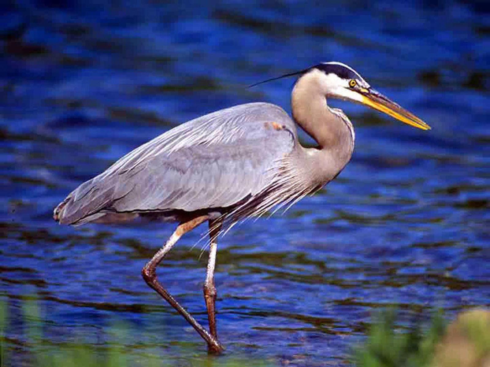 1600x1200 Blue Heron