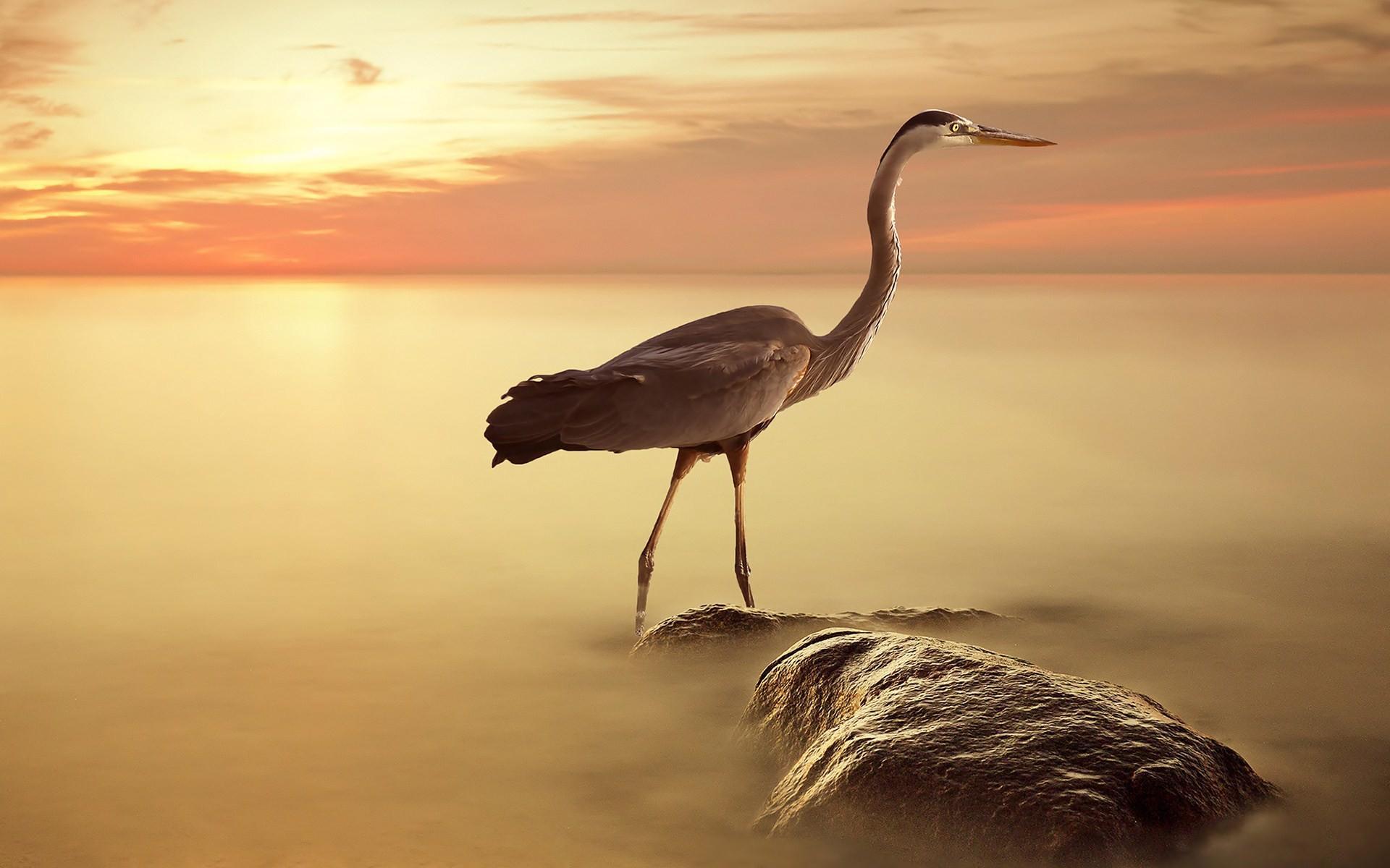 200 Free Great Blue Heron  Nature Images  Pixabay