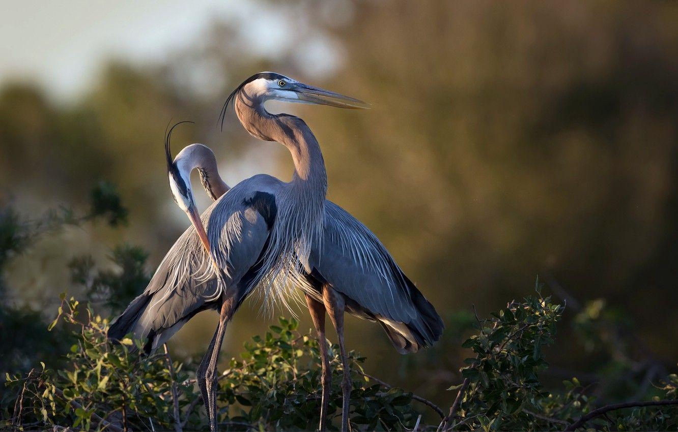 1332x850 Wallpaper birds, nature, Great Blue .
