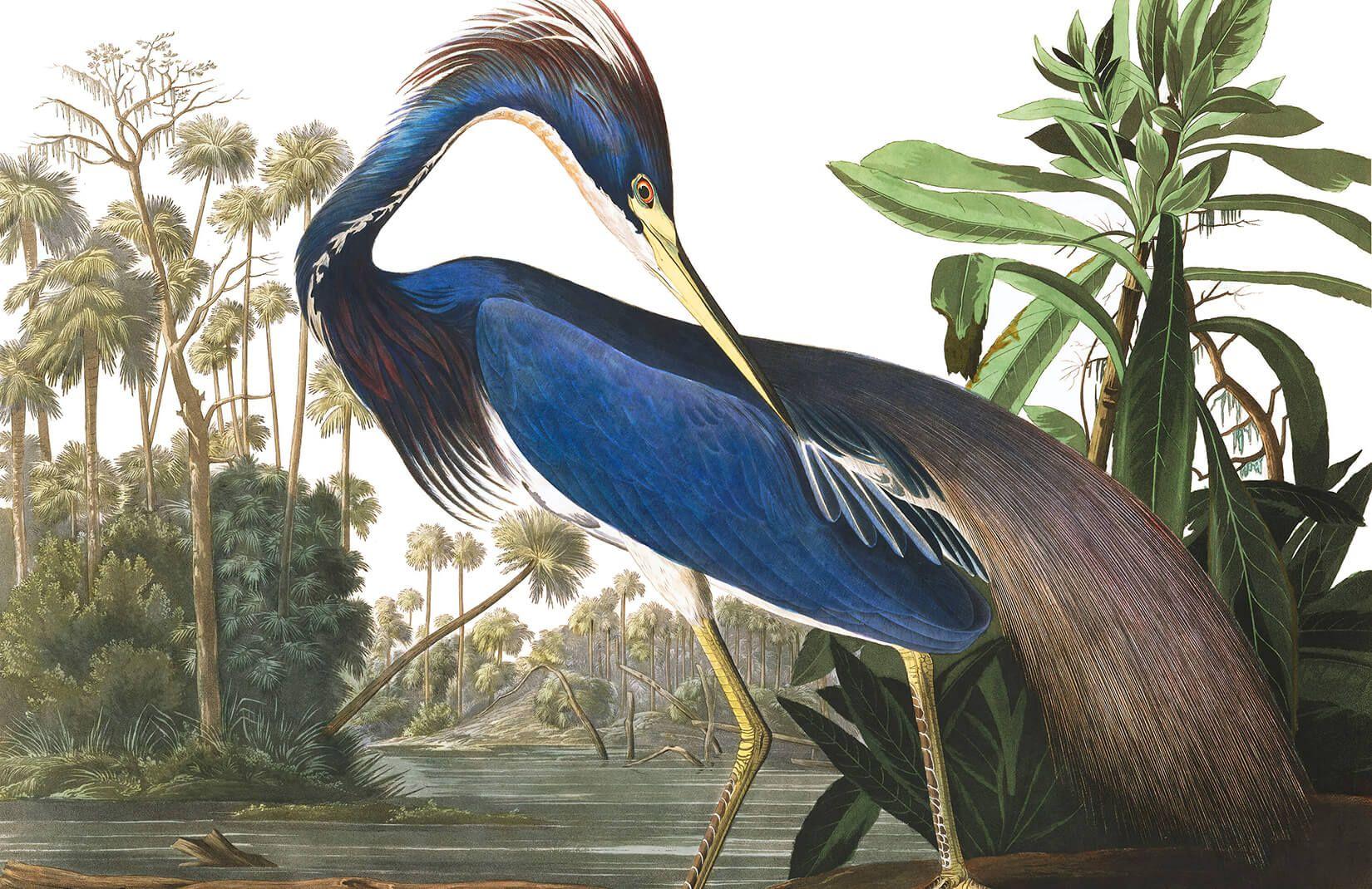 1650x1070 Blue Heron by J.J. Audubon Wallpaper .muralswallpaper.com · In stock