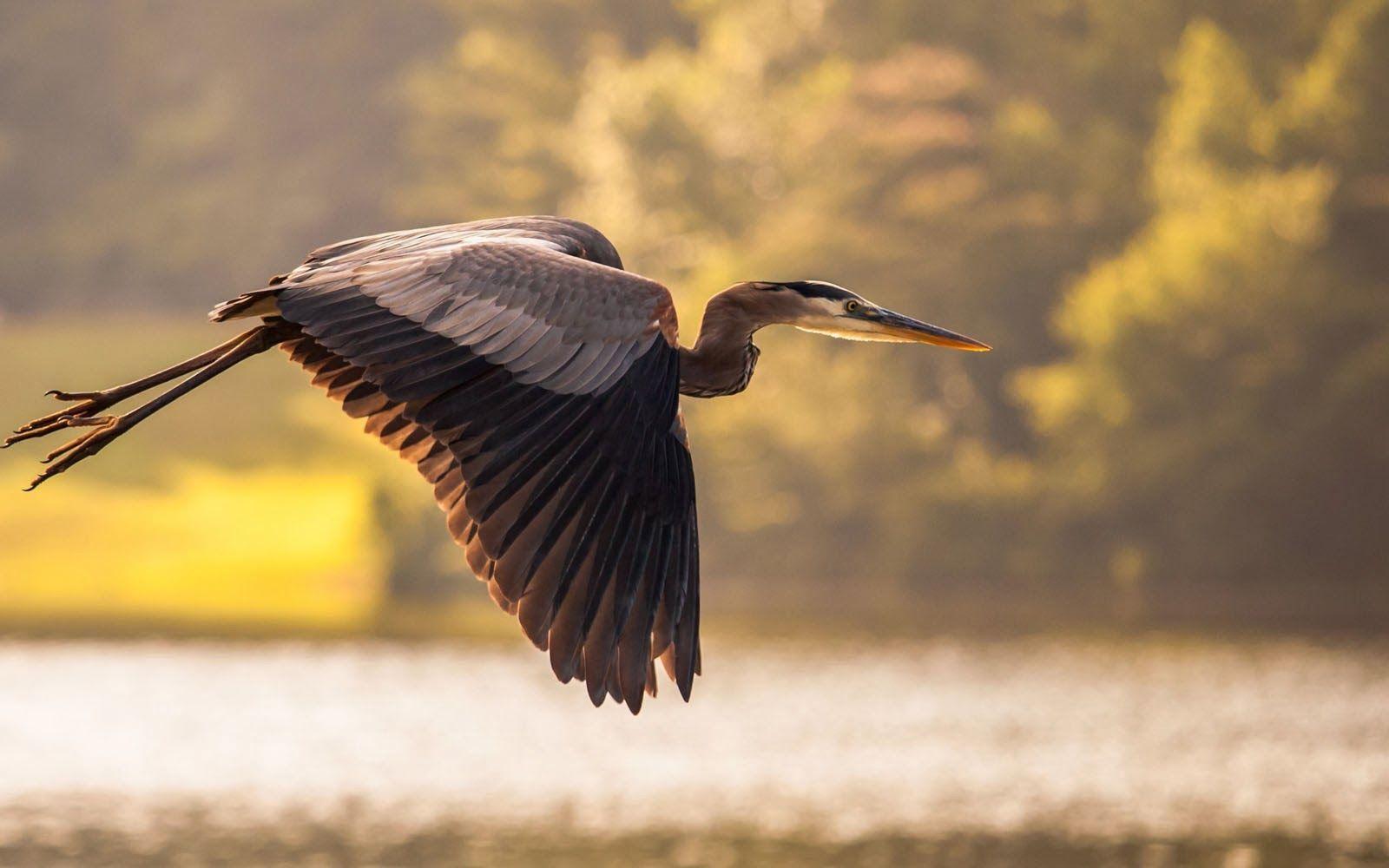 1600x1000 Blue Heron Bird Wallpaper .com
