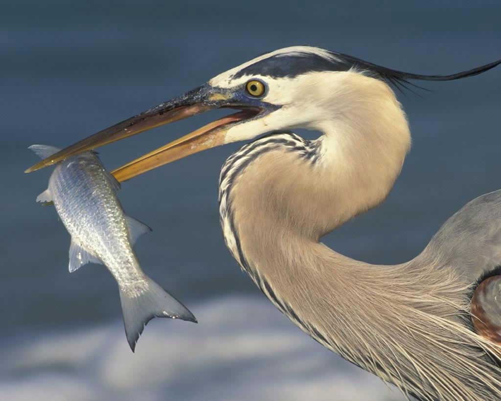 1024x820 Blue Heron wallpaper, Animal, HQ Blue .