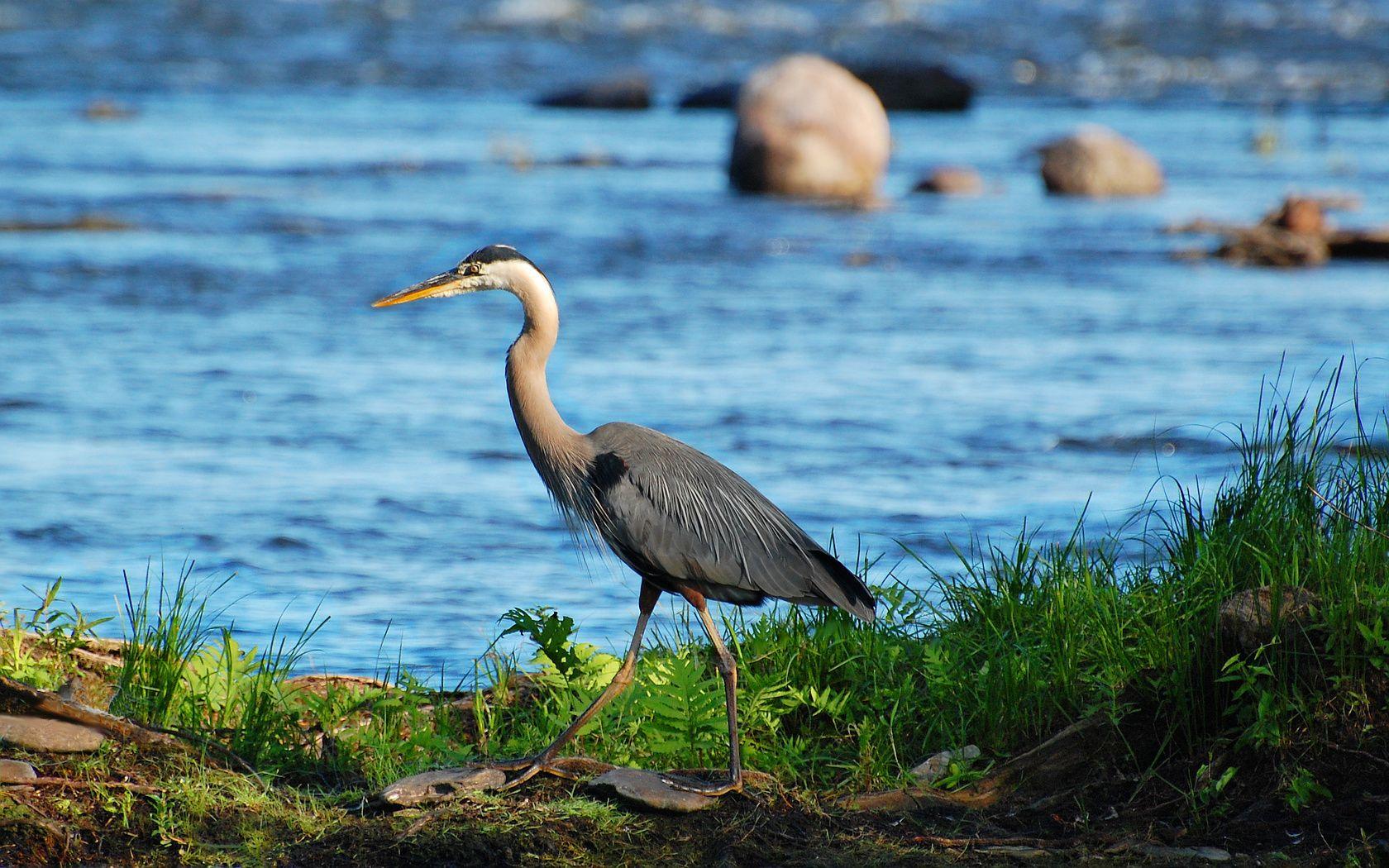 Blue Heron Wallpapers - Top Free Blue Heron Backgrounds - WallpaperAccess