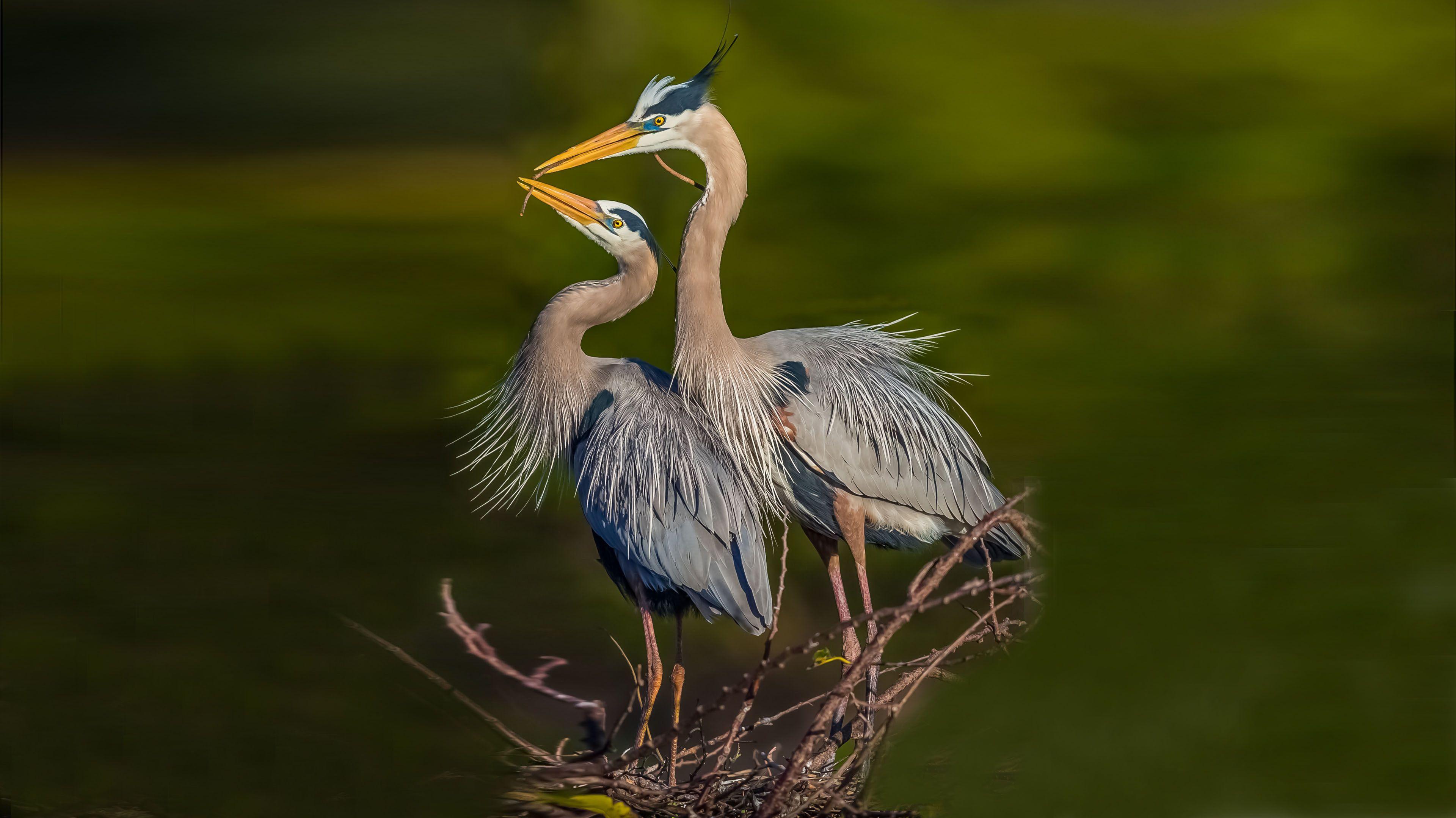 Blue Heron Wallpapers - Top Free Blue Heron Backgrounds - WallpaperAccess