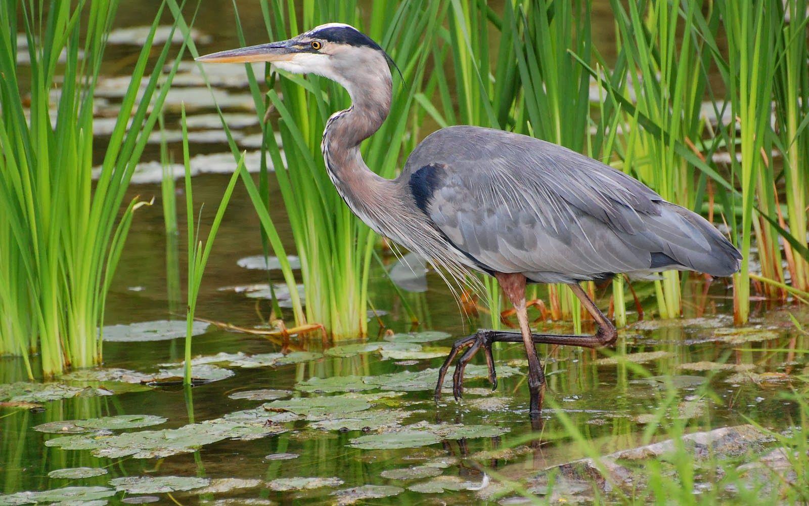 1600x1000 Great Blue Heron Bird Wallpaper. Blue .com