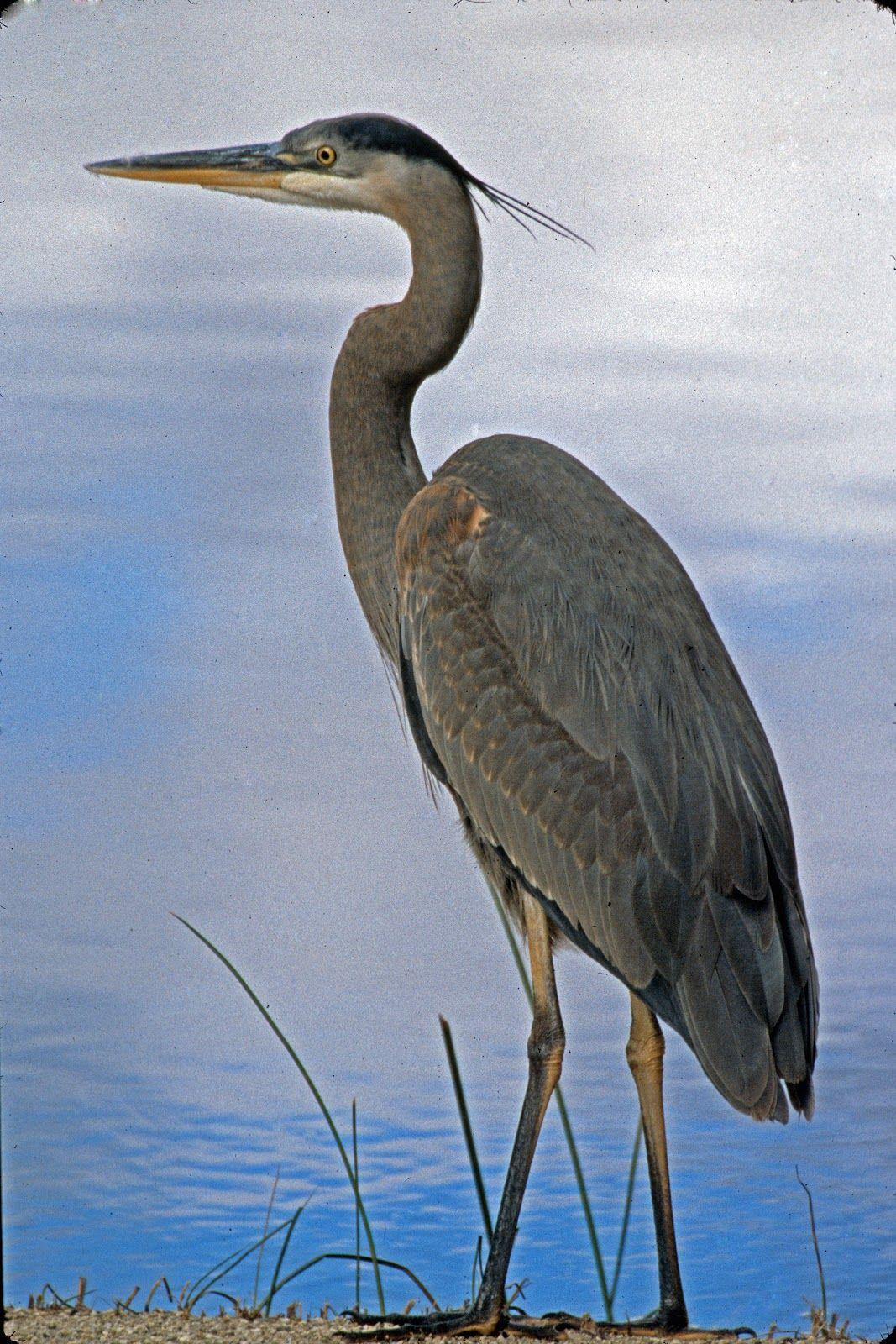 1067x1600 Great Blue Heron Wallpaper .