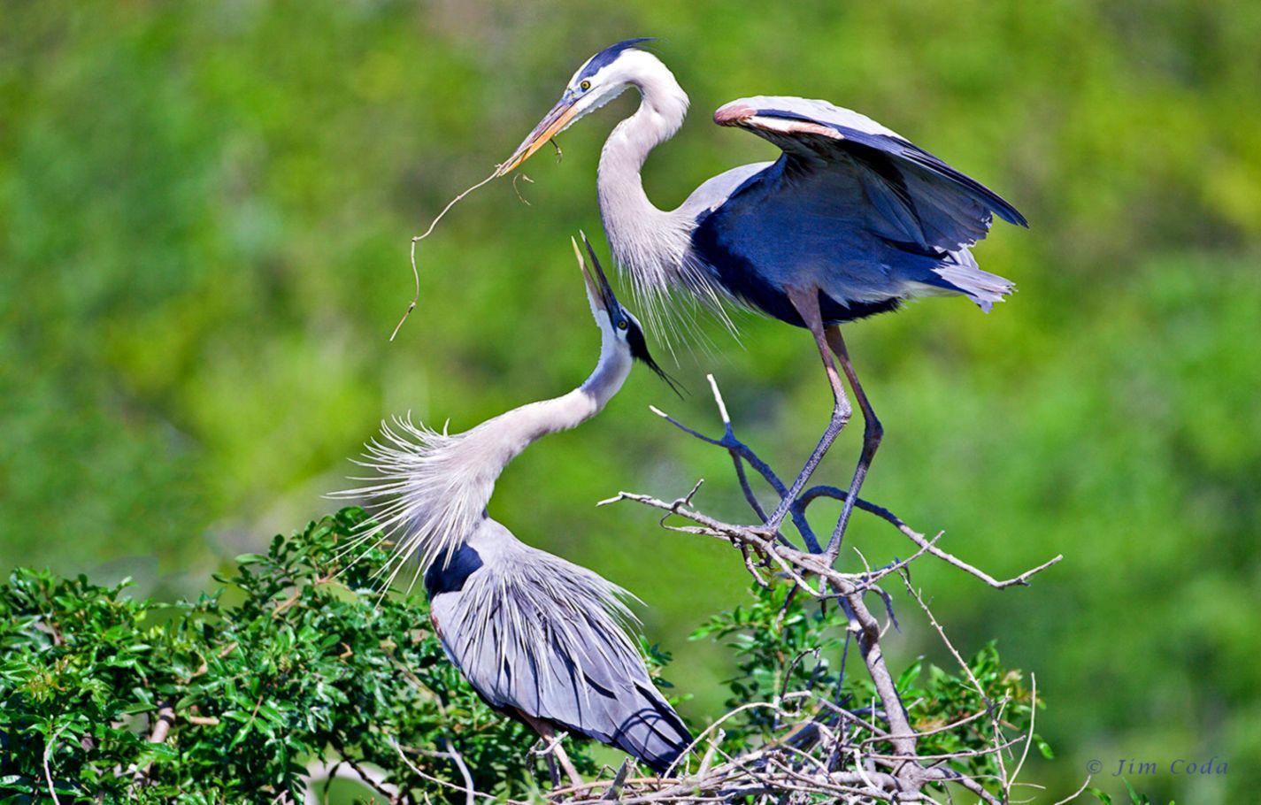 1425x910 Great Blue Heron Wallpaper -