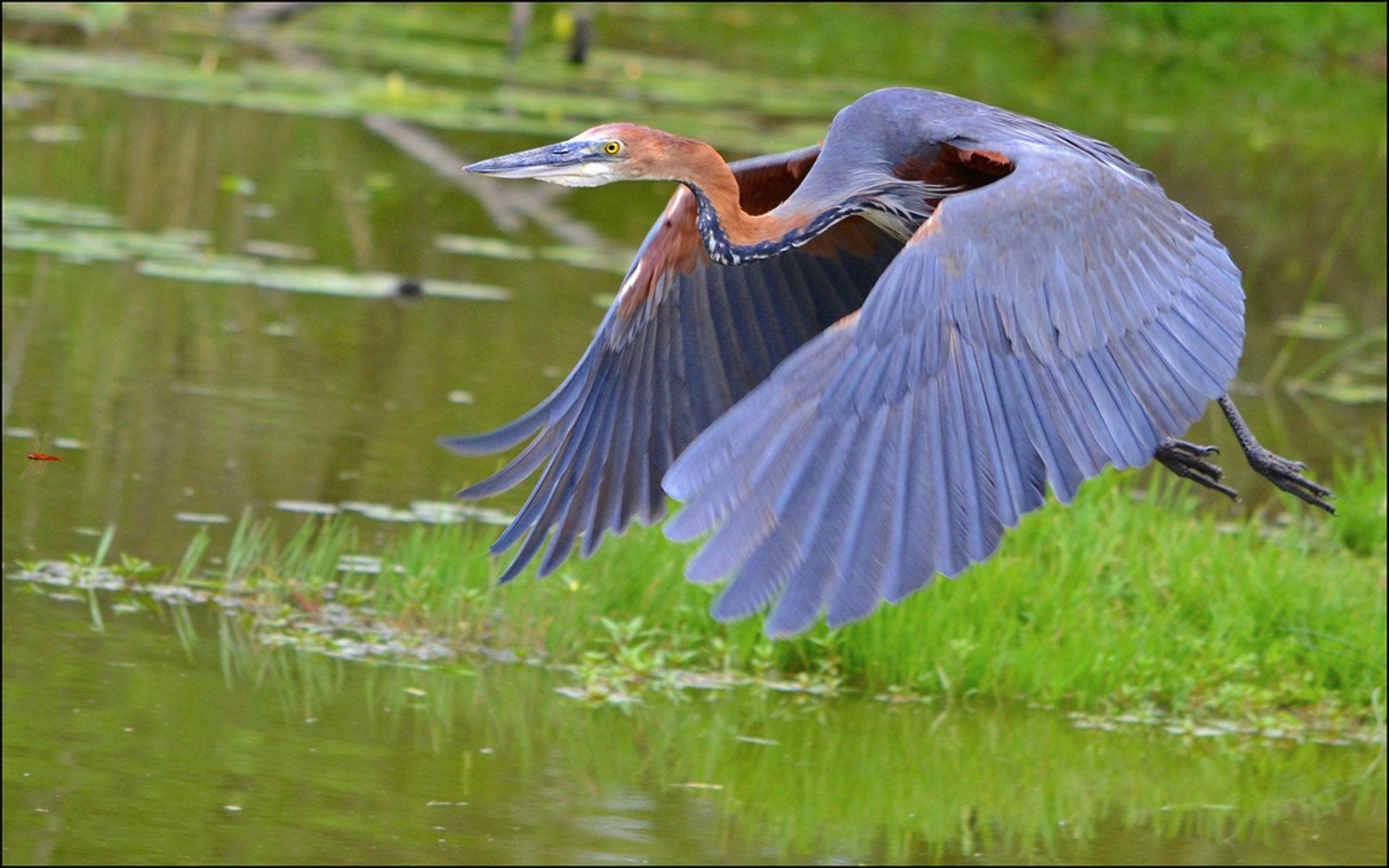 1920x1200 Great Blue Heron Bird In Flight Desktop .