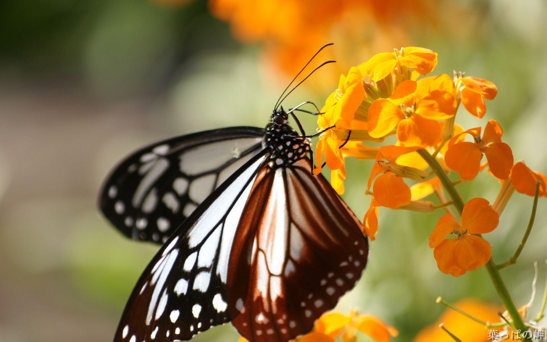 1920x1200 HD Flower Photography : Flower Shows in .