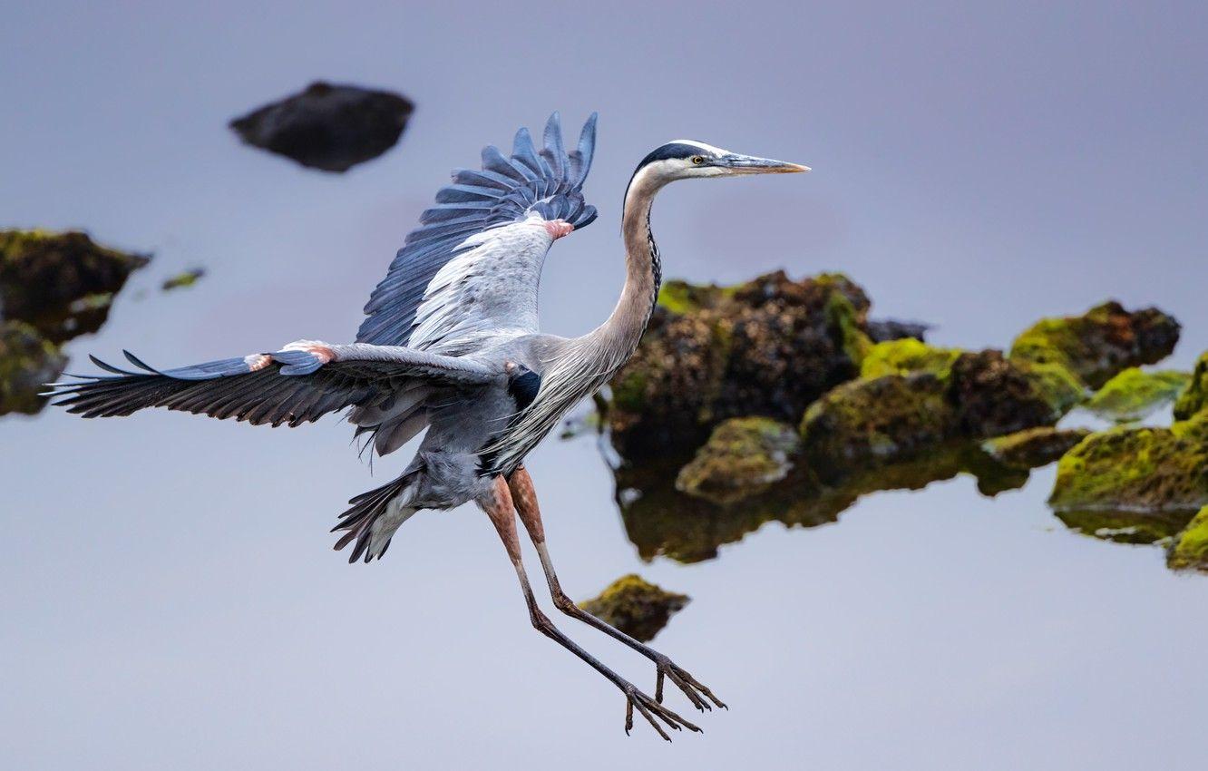 1332x850 Wallpaper bird, wings, Heron, great .