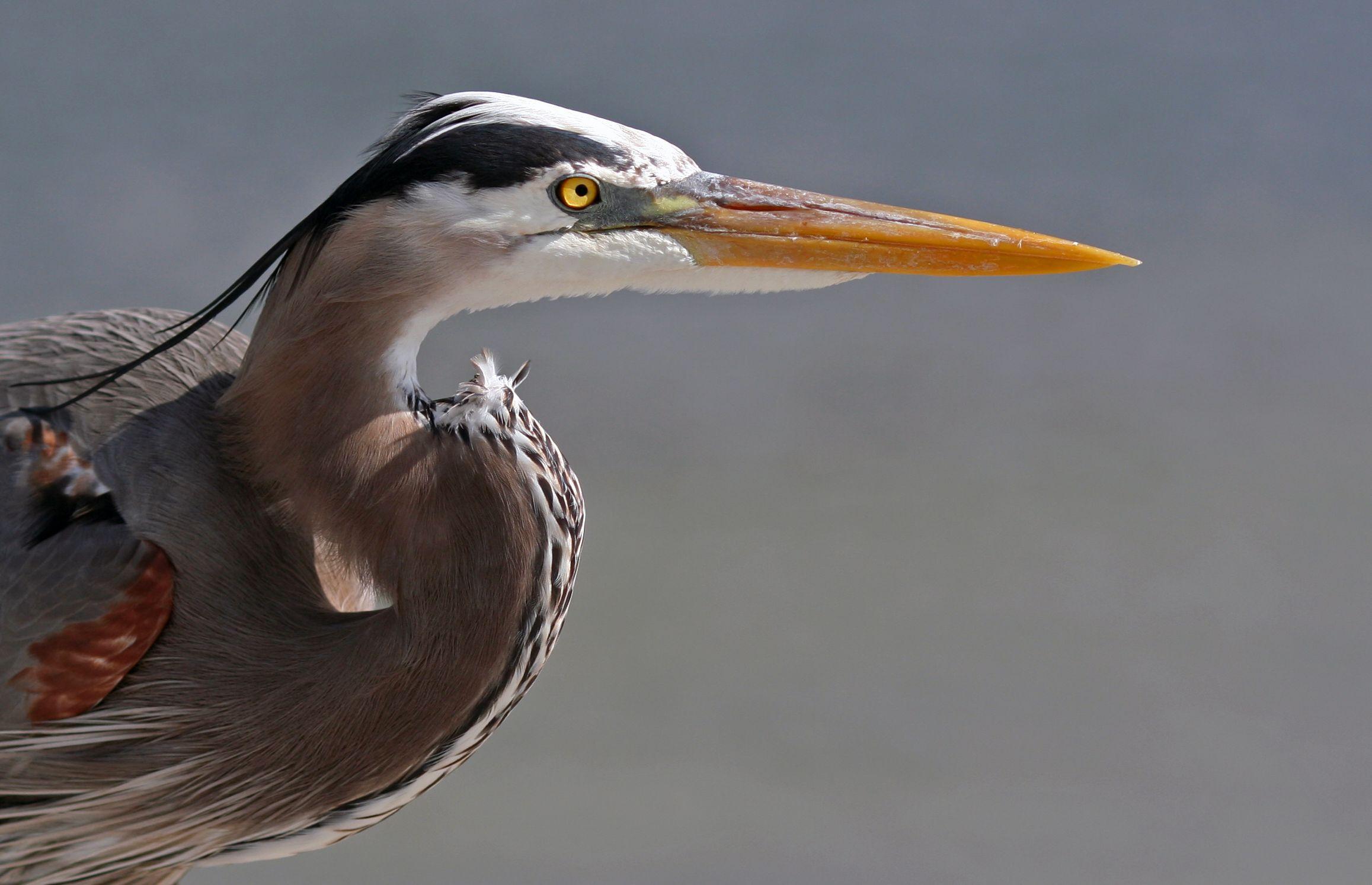 2315x1494 Blue Heron wallpaper, Animal, HQ Blue .