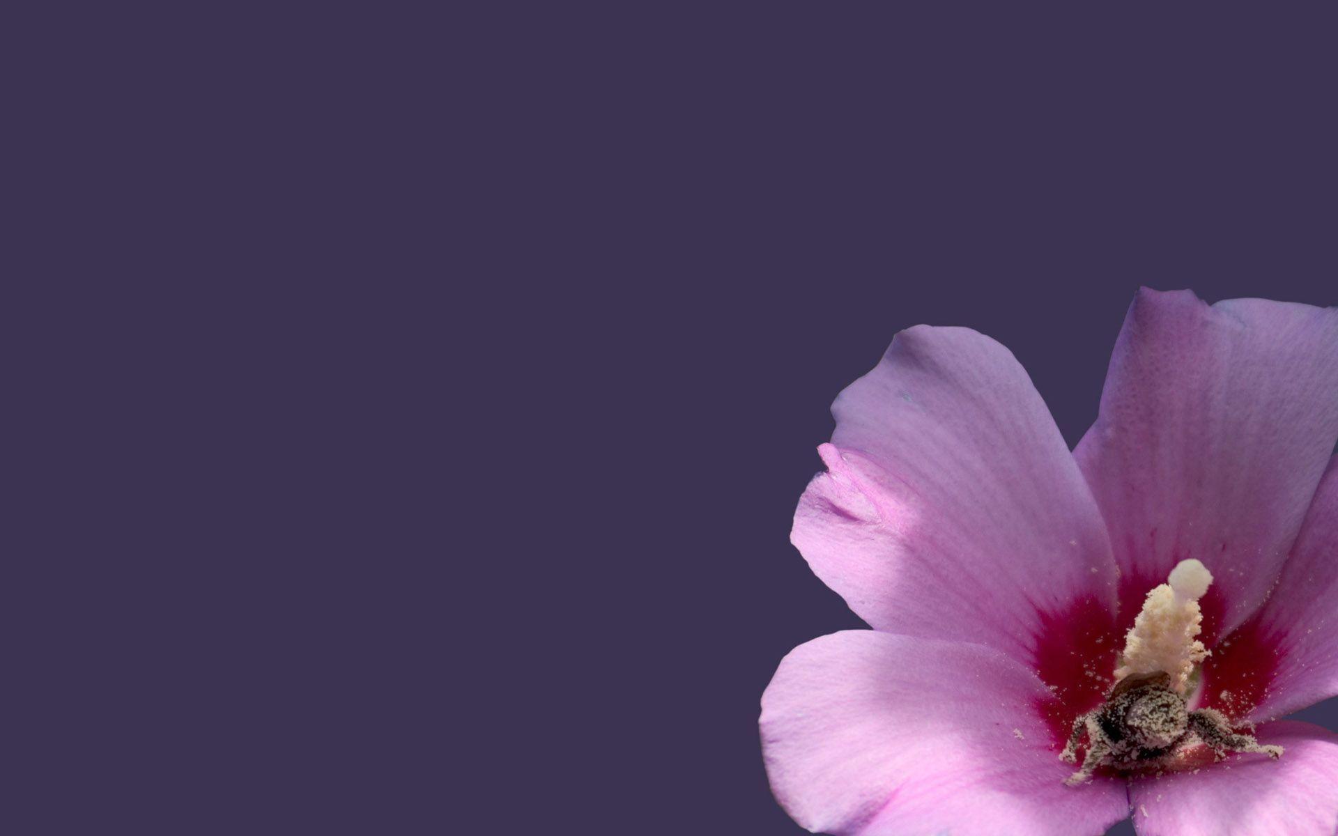 1920x1200 Flower, market, newflower, development .