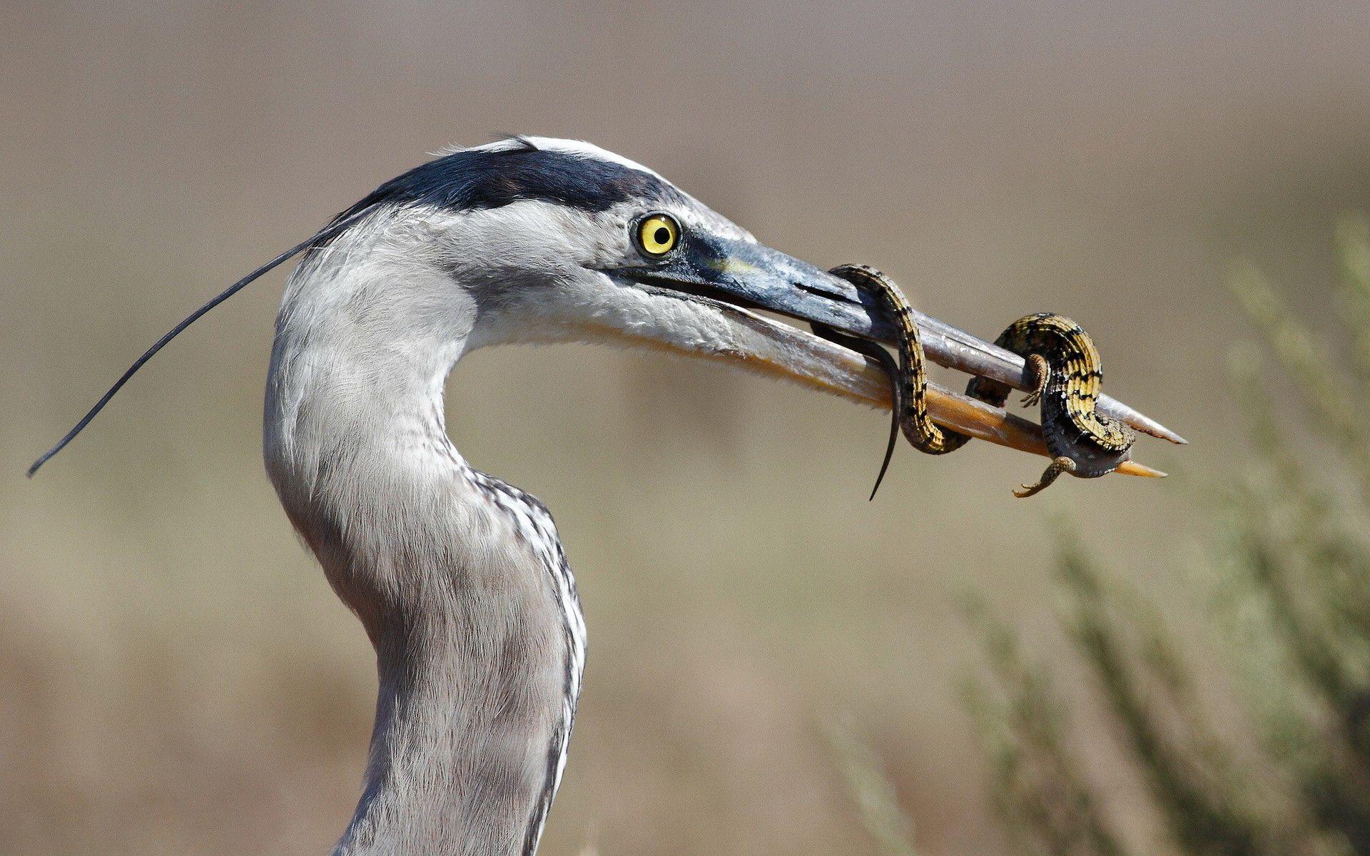 1920x1200 Title Animal Heron Birds Herons .