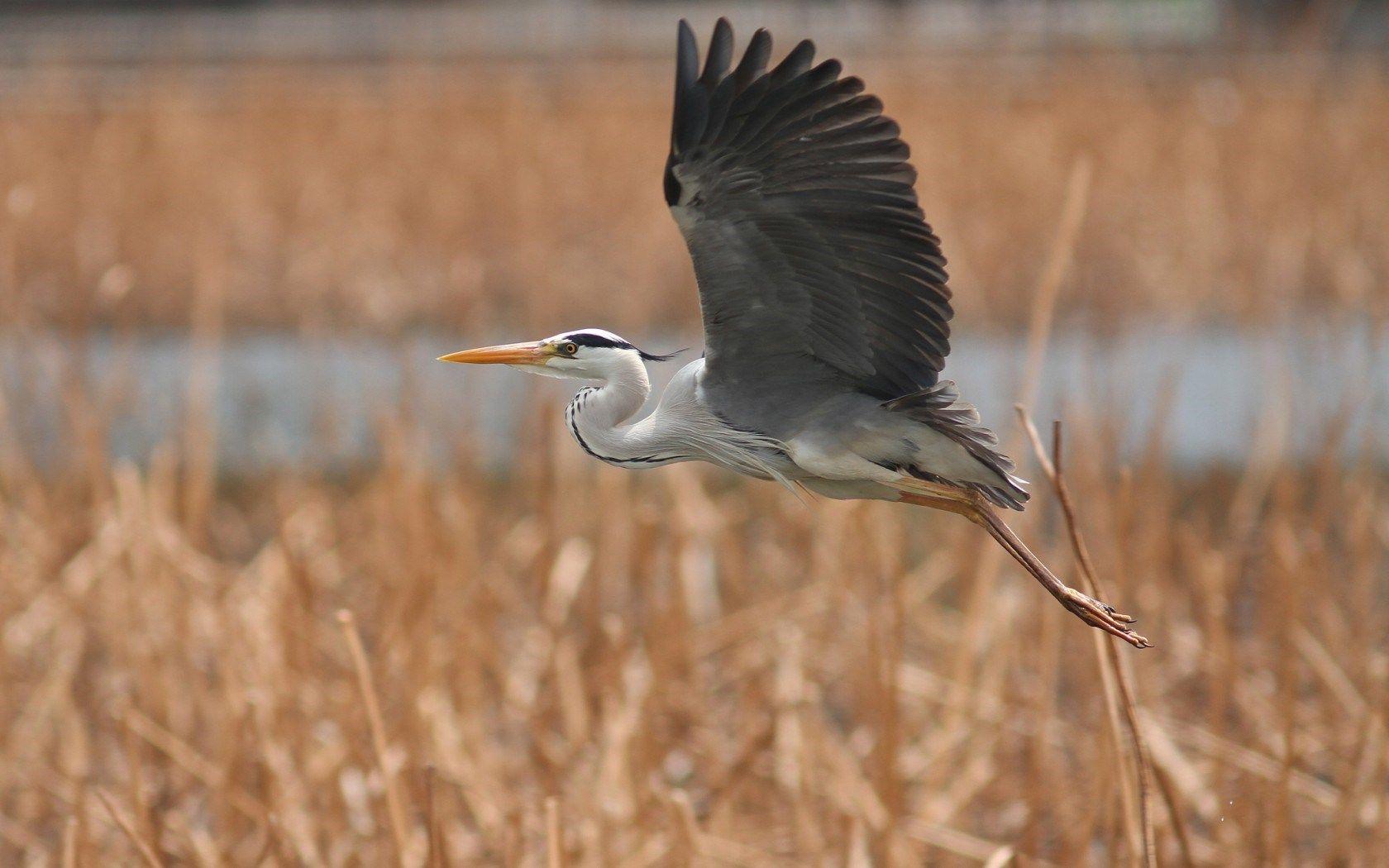 1680x1050 Bird Heron Flight -