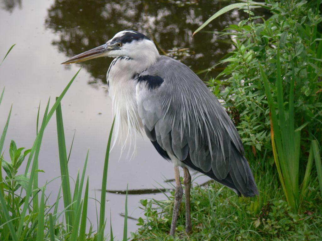 1024x768 Great Blue Heron Wallpaper, 35 Great .itl.cat