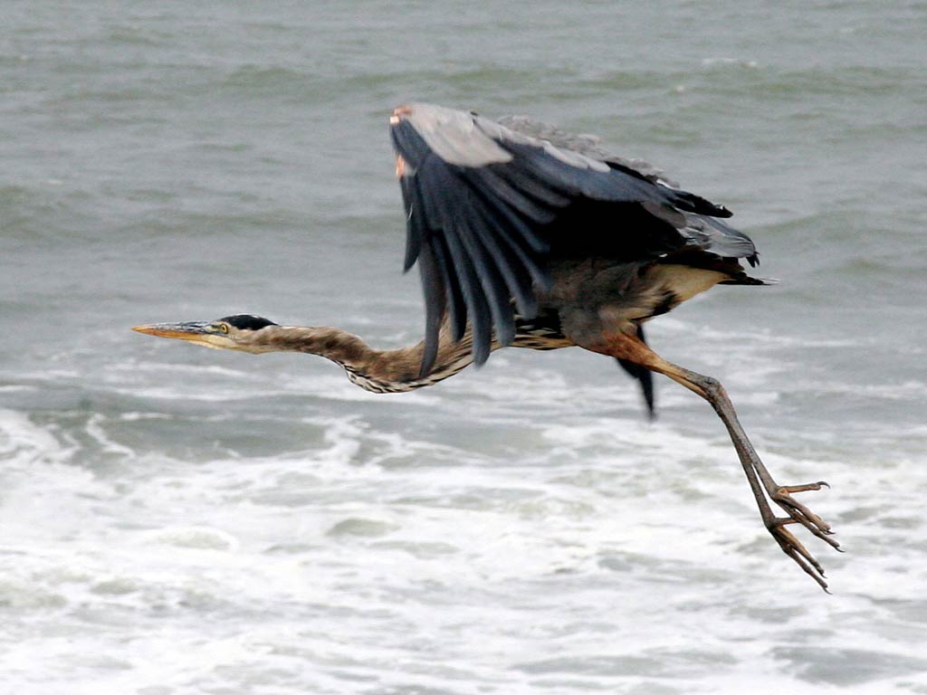 1024x768 Great Blue Heron Wallpaper and .