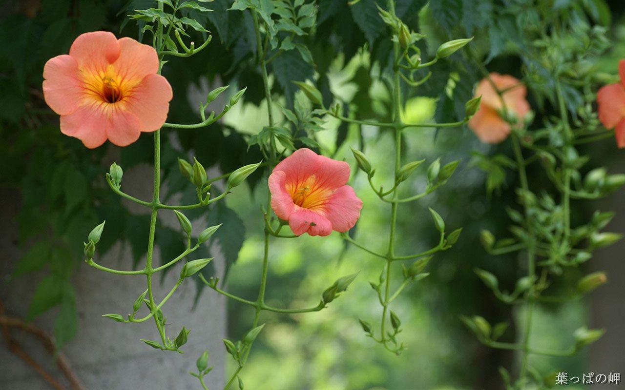 1280x800 Flower Desktop Wallpaper HD Free Download Wallpaper