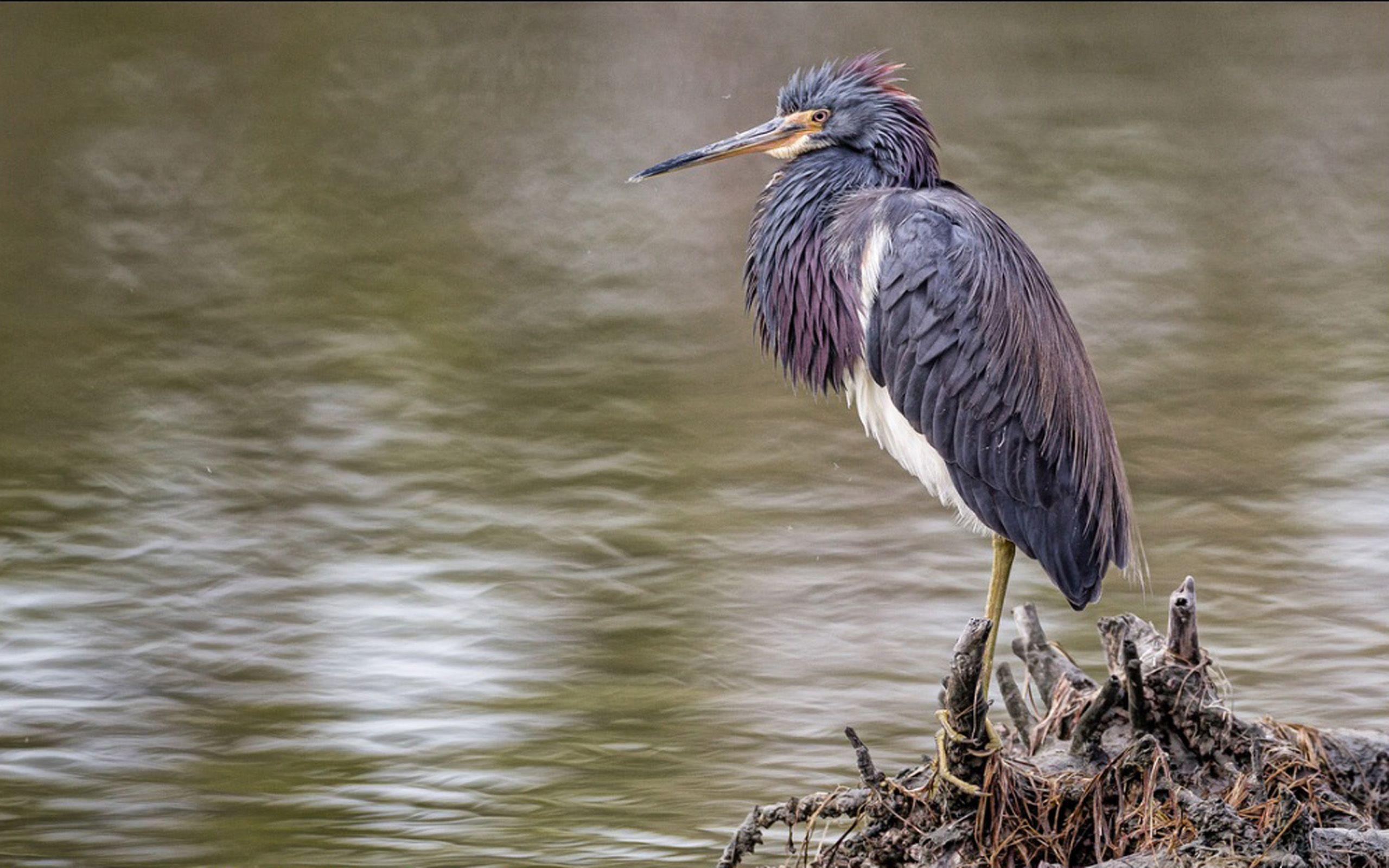 2560x1600 Great Blue Heron Stalking The Shores Of .