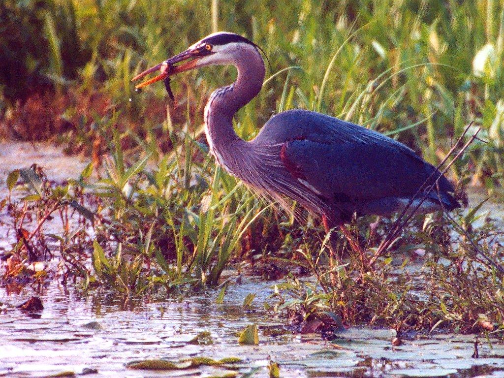 1024x768 Great Blue Heron Wallpaper -