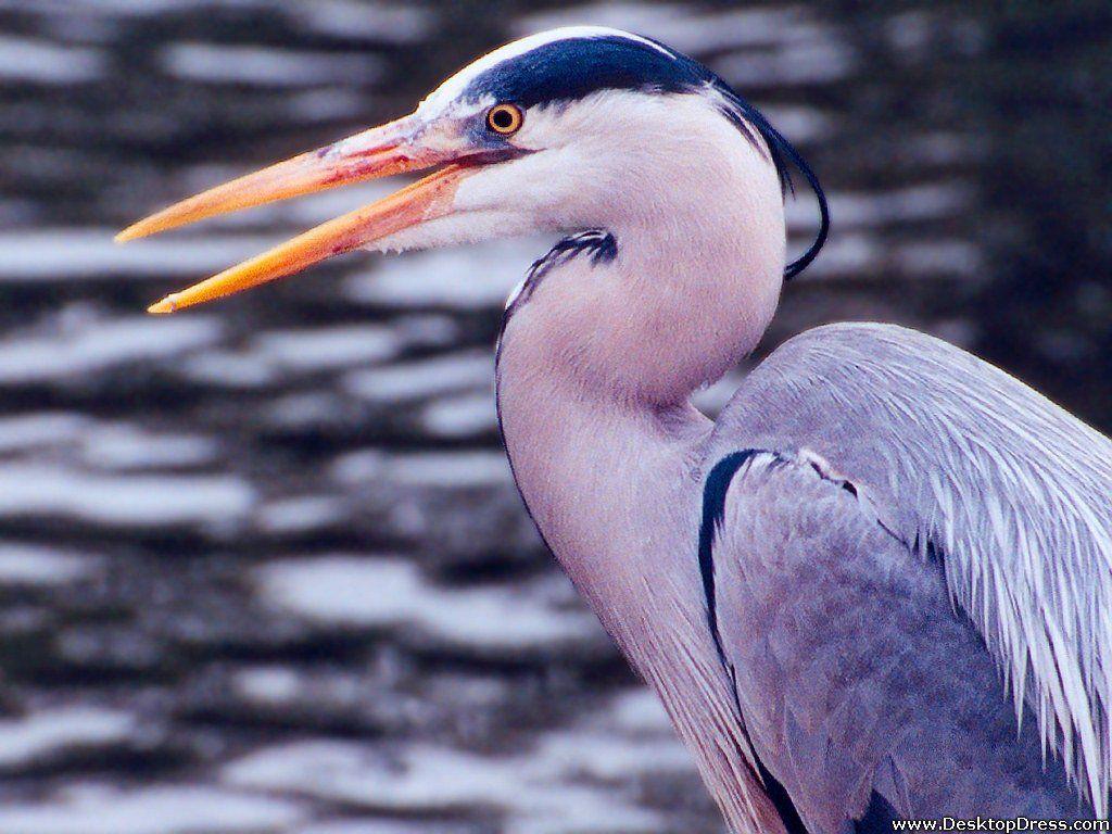 1024x768 Great Blue Heron Wallpaper .