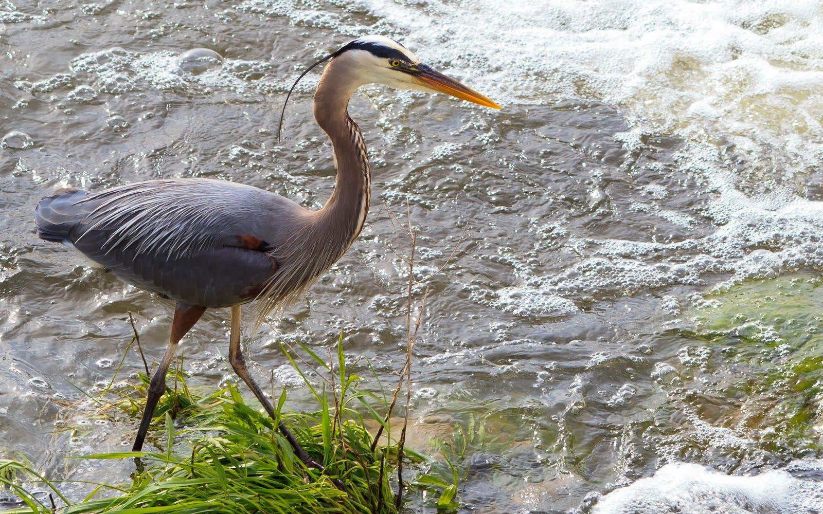 1600x1000 Great Blue Heron .