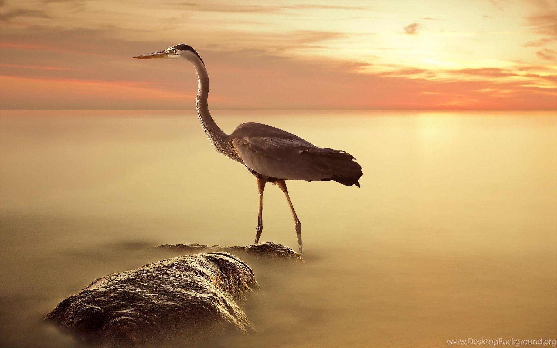 1920x1200 Great Blue Heron Widescreen Wallpaper .