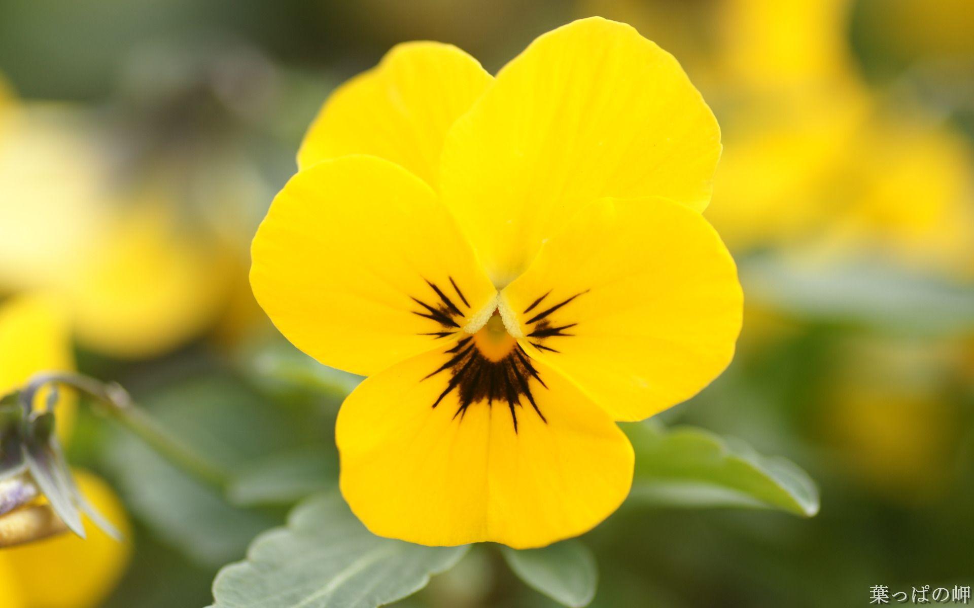 1920x1200 HD Flower Photography : Flower Shows in .
