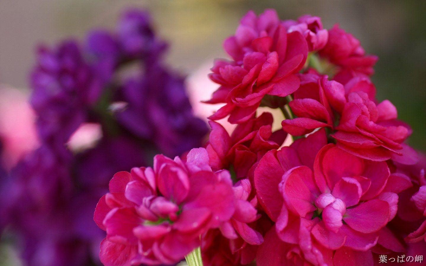 1440x900 Flowering Season : Flower Photography .