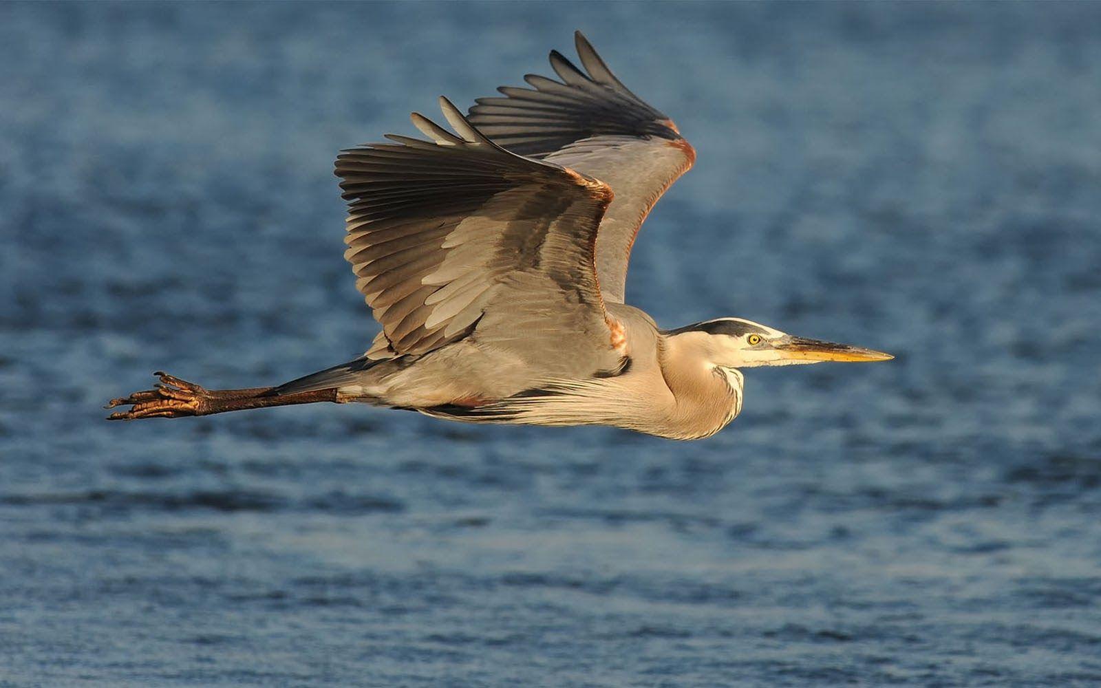 1600x1000 Great Blue Heron Bird Wallpaperclovisso.