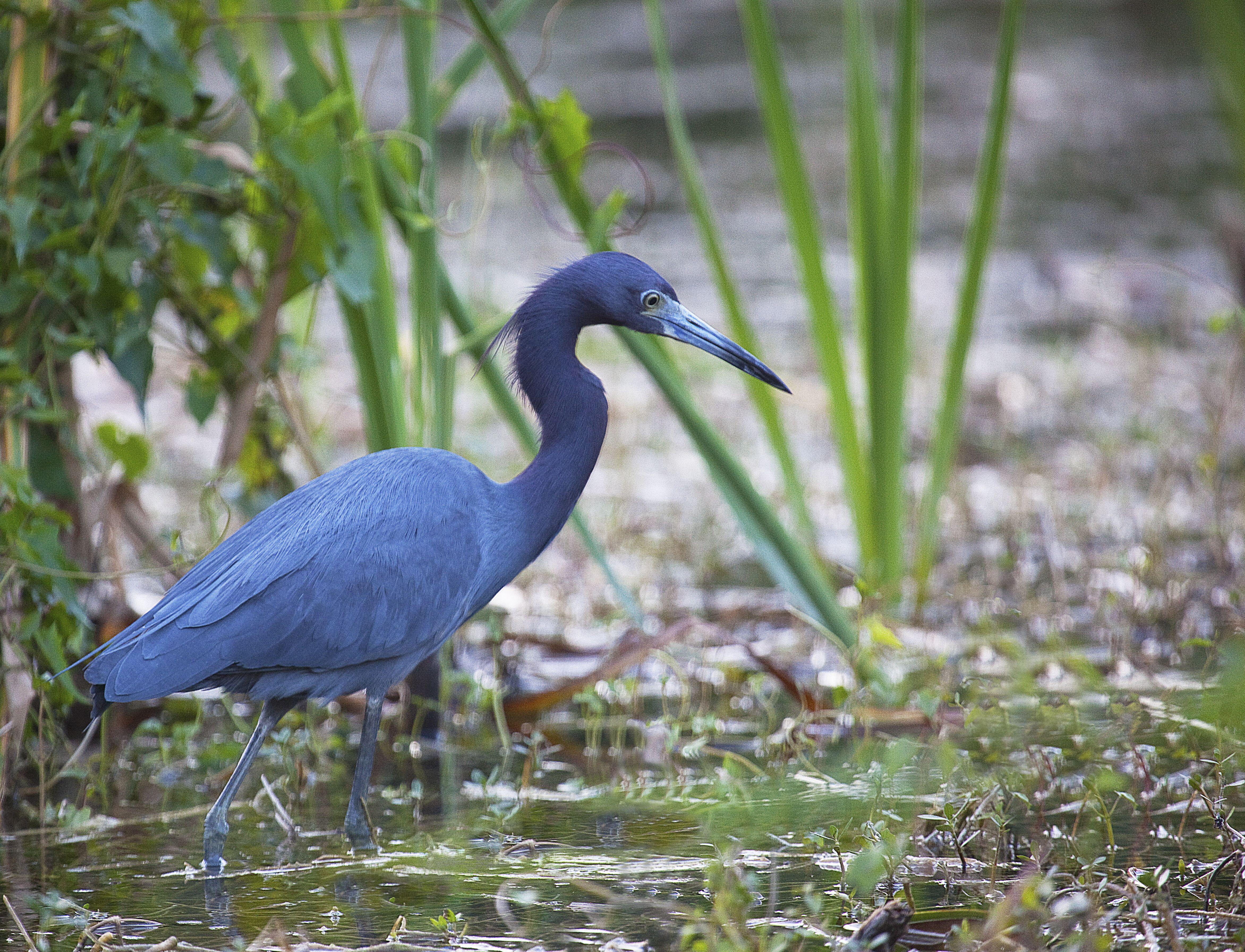 4688x3584 Blue Heron wallpaper, Animal, HQ Blue .