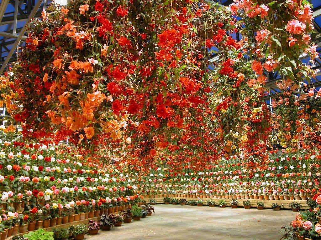 1024x768 Flowers 13520